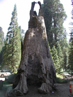 Photo of tree in Balch Park, Sequoia National Forest